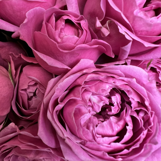 Кустовая роза Букет из 15 малиновых кустовых пионовидных роз