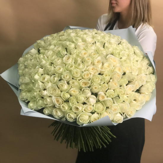 Розы Букет из 201 белой розы (60 см)