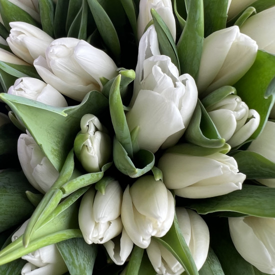 Тюльпаны Букет из 41 белого тюльпана