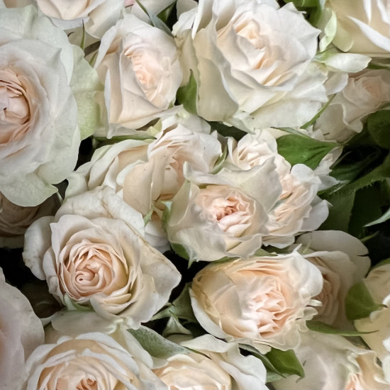 Кустовая роза Букет из 51 кустовой кремовой розы