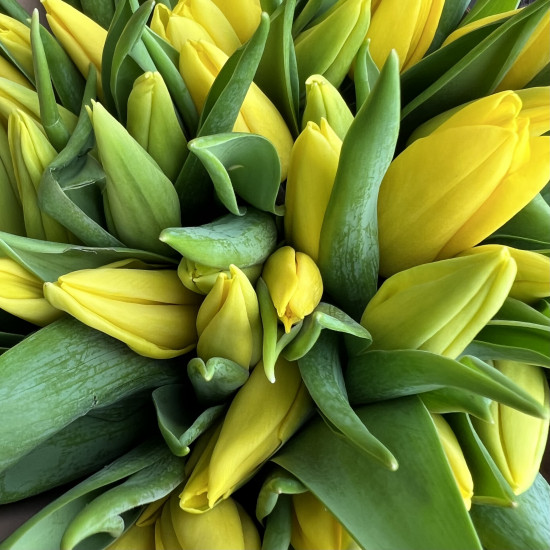 Тюльпаны Букет из 35 желтых тюльпанов