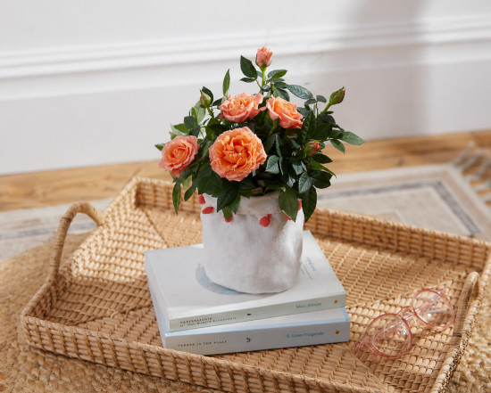 Мини-роза коралловая в горшочке