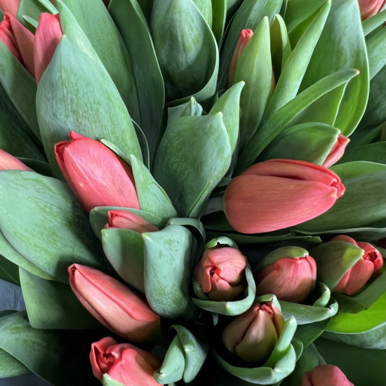 Тюльпаны Букет из 45 красных  тюльпанов