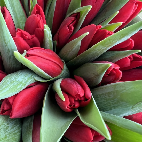 Тюльпаны Букет из 35 красных тюльпанов
