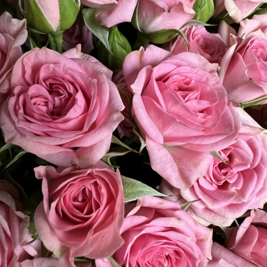 Кустовая роза Букет из 11 кустовых розовых роз