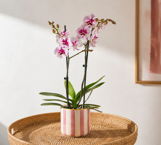 Орхидея Фаленопсис №1 в горшочке