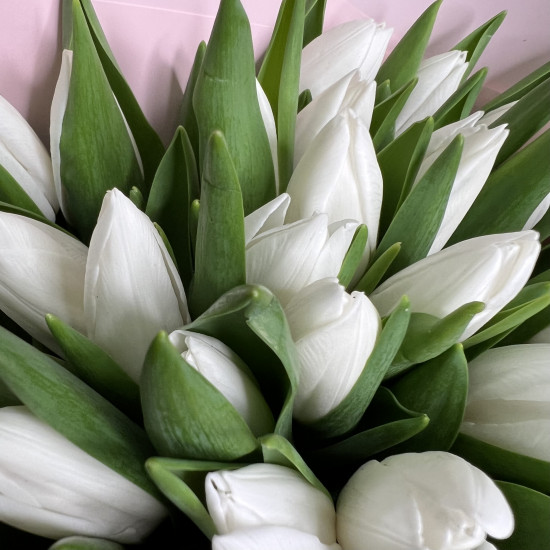 Тюльпаны Букет из 31 белого тюльпана