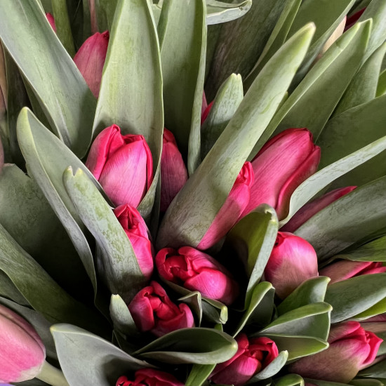 Тюльпаны Букет из 75 красных тюльпанов