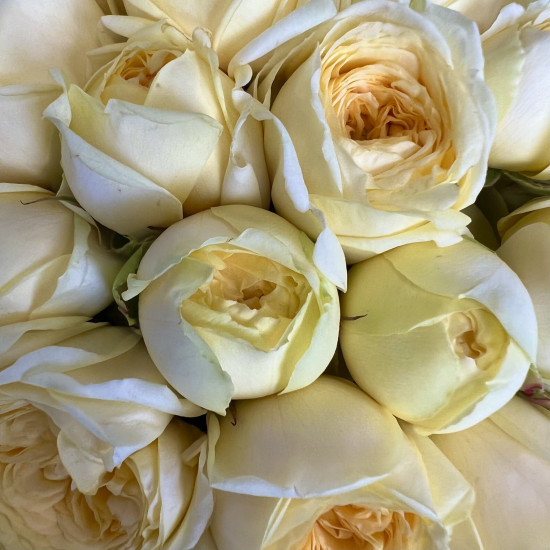 Кустовая роза Желтые кустовые пионовидные розы в коробке "S"