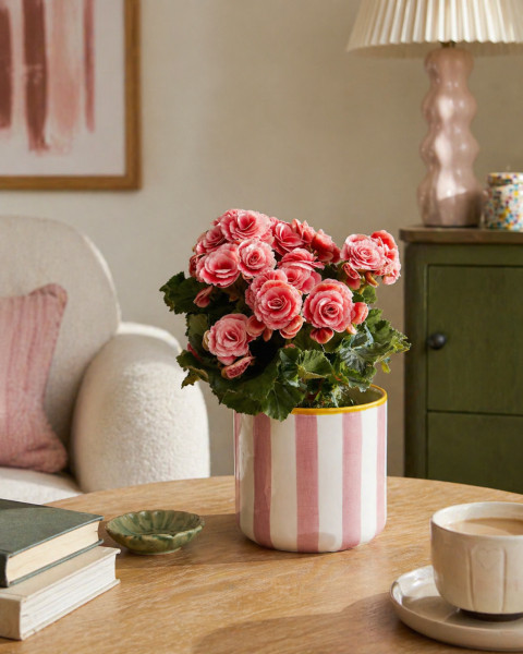 Розовая бегония в горшочке