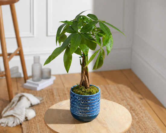 Денежное дерево в горшочке