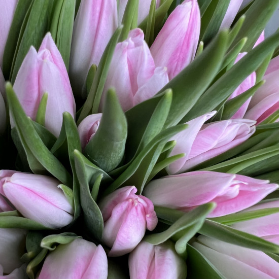 Тюльпаны Букет из 31 розового тюльпана