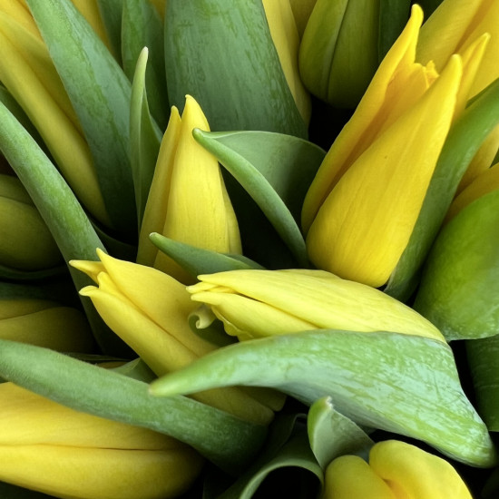 Тюльпаны Букет из 15 желтых тюльпанов