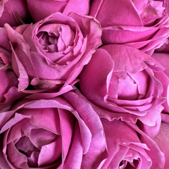 Кустовая роза Малиновые кустовые пионовидные розы Сердце "L"