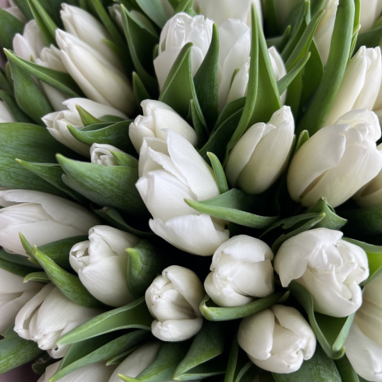 Тюльпаны Букет из 45 белых тюльпанов