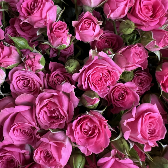 Кустовая роза Букет из 51 кустовой малиновой розы