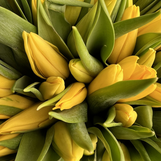 Тюльпаны Букет из 41 желтого тюльпана