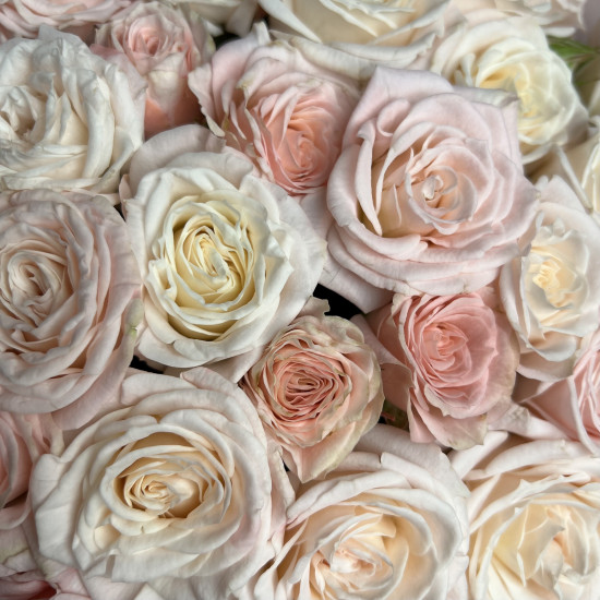 Кустовая роза Букет из 25 розовых кустовых пионовидных роз
