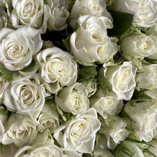 Кустовая роза Букет из 51 кустовой белой розы