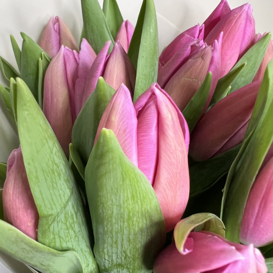 Самые красивые тюльпаны
