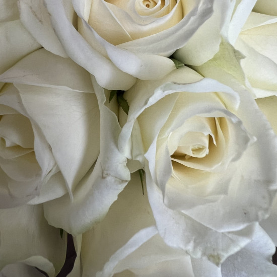 Букеты из роз Белые розы в шляпной коробке XS