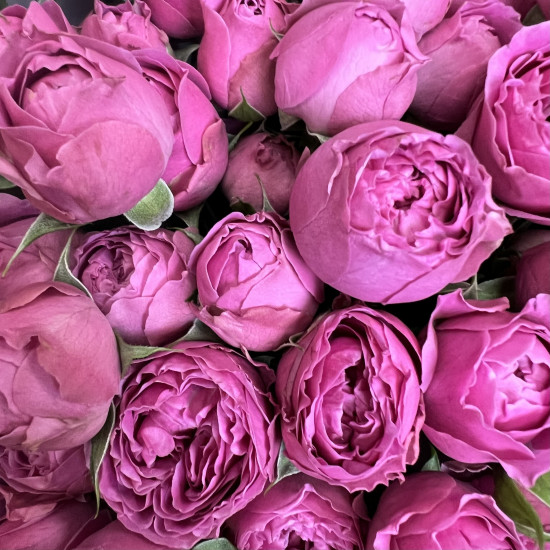 Кустовая роза Букет из 21 малиновой кустовой пионовидной розы