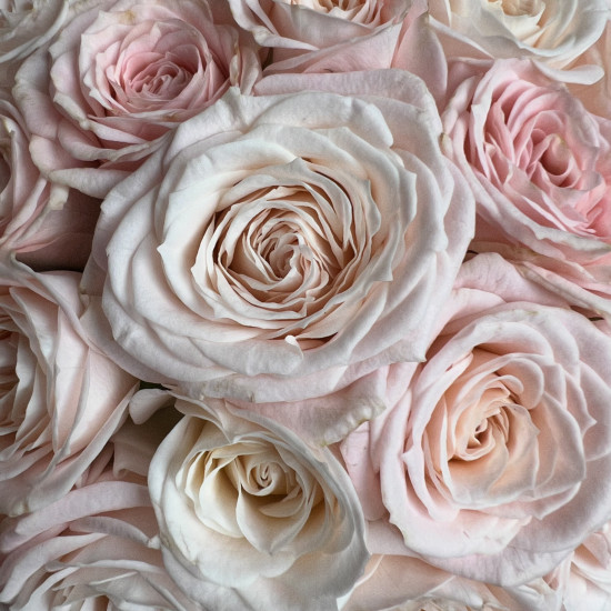 Цветы в коробке Розовые кустовые пионовидные розы в коробке XS