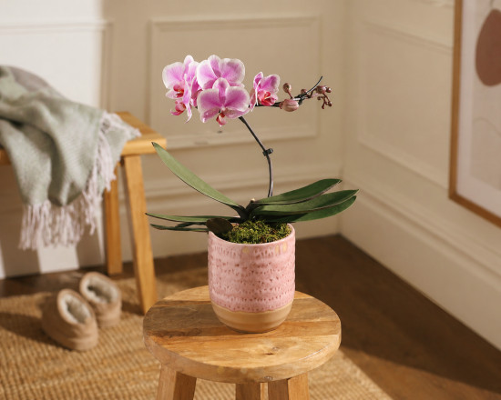 Орхидея Фаленопсис №2 в горшочке