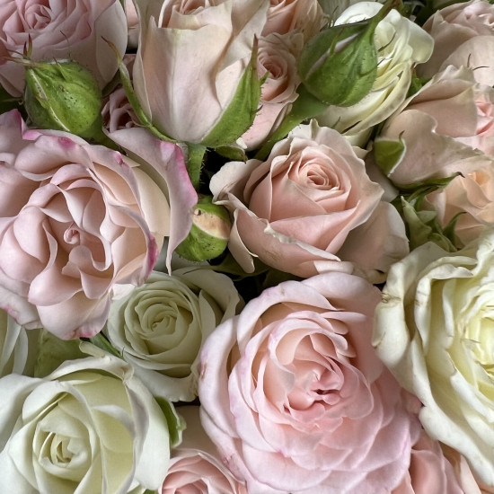 Кустовая роза Букет из 11 нежных кустовых роз