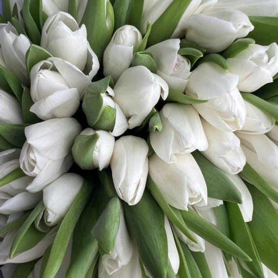 Тюльпаны Букет из 71 белого тюльпана