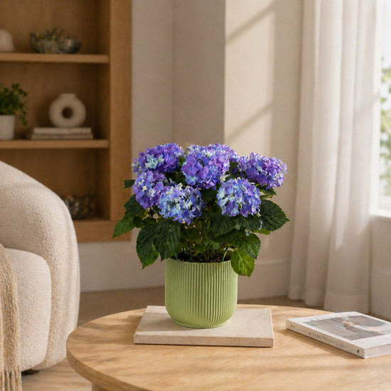 Голубая гортензия в горшочке