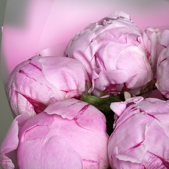 Пионы Букет из 5 розовых пионов