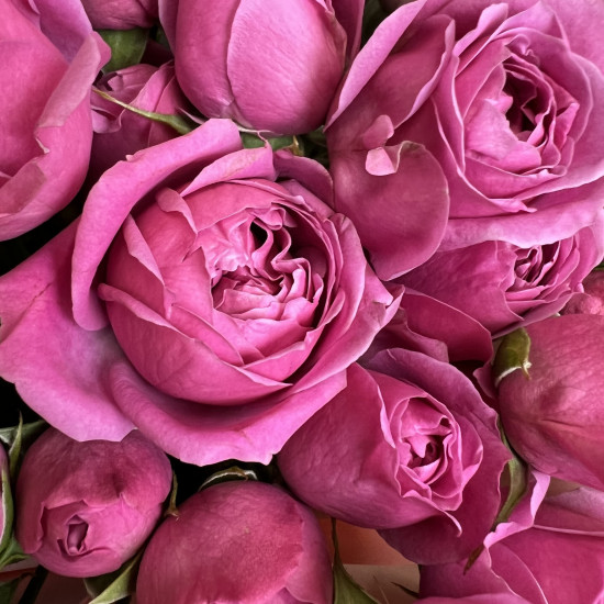 Кустовая роза Букет из 51 малиновой кустовой пионовидной розы