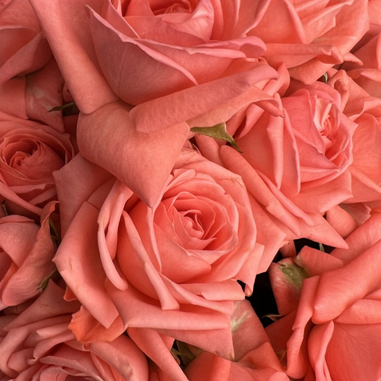 Кустовая роза Букет из 11 кустовых коралловых роз