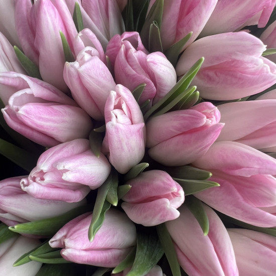Тюльпаны Букет из 55 розовых тюльпанов
