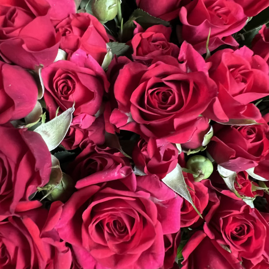 Кустовая роза Букет из 29 кустовых красных роз