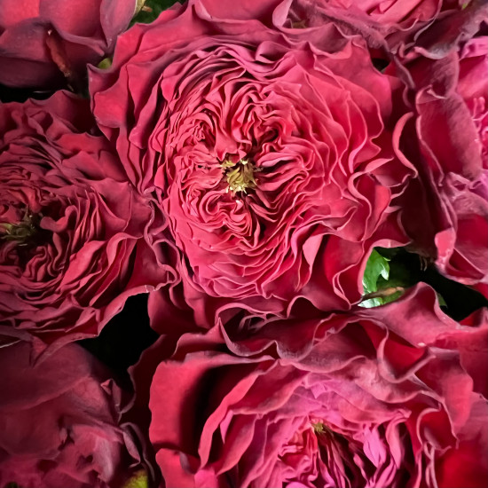Букеты из роз Букет из красной пионовидной розы 70 см Красное вино