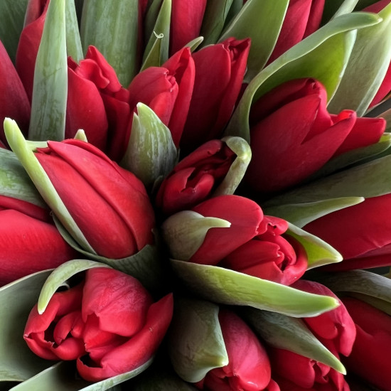 Тюльпаны Букет из 41 красного тюльпана
