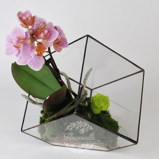 Флорариумы Куб с орхидеей