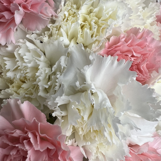 Гвоздики Букет из 17 розовых и белых гвоздик