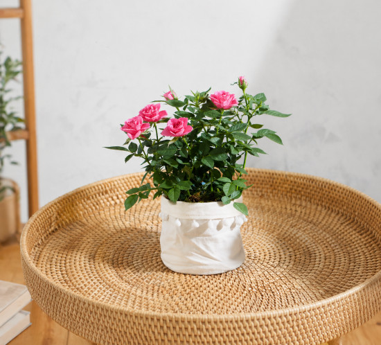 Мини-роза розовая в горшочке