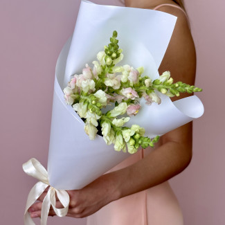 Insta букеты Букет из 5 розовых антирринумов