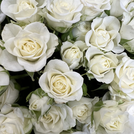 Кустовая роза Букет из 31 кустовой белой розы