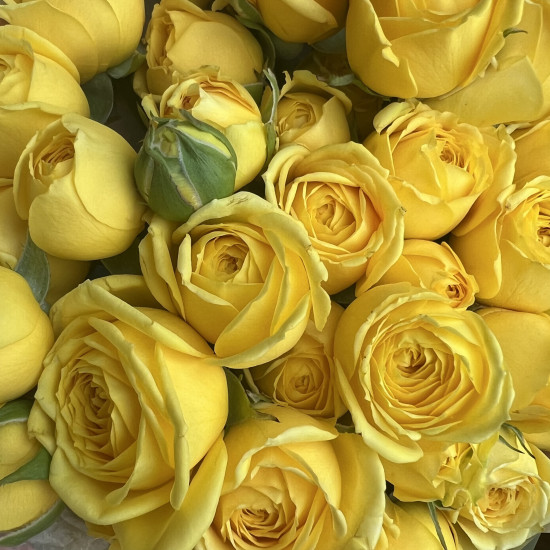 Кустовая роза Букет из 13 желтых кустовых пионовидных роз