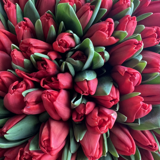 Тюльпаны Букет из 101 красного тюльпана