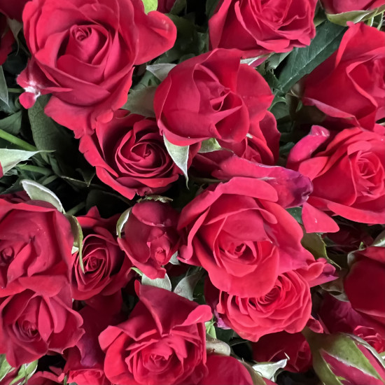 Кустовая роза Букет из 51 кустовой красной розы