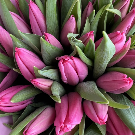 Тюльпаны Букет из 35 малиновых тюльпанов