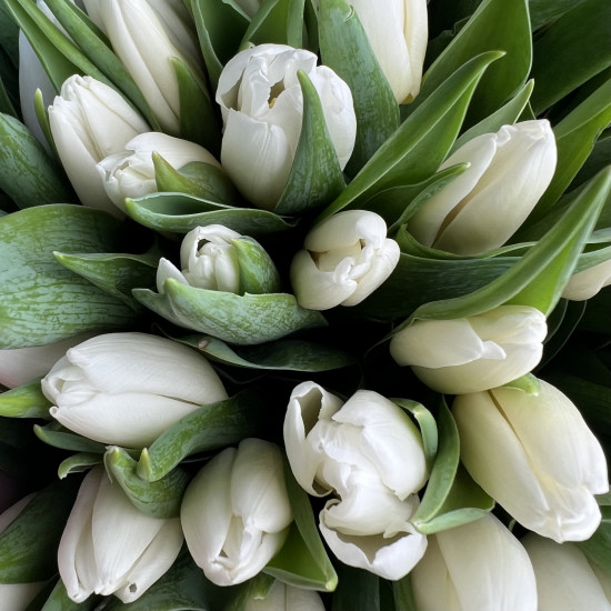 Тюльпаны Букет из 35 белых тюльпанов