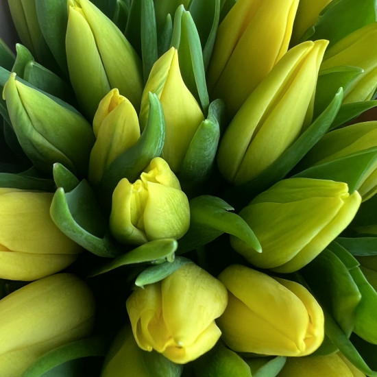 Тюльпаны Букет из 51 желтого тюльпана