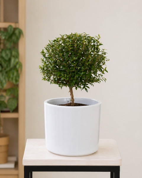 Мирт в горшочке